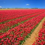 Het Dobbertje, Houten بيت للعطل *