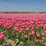 بيت للعطل Het Dobbertje, Houten